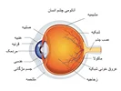 ویدیو اموزشی ساختار چشم